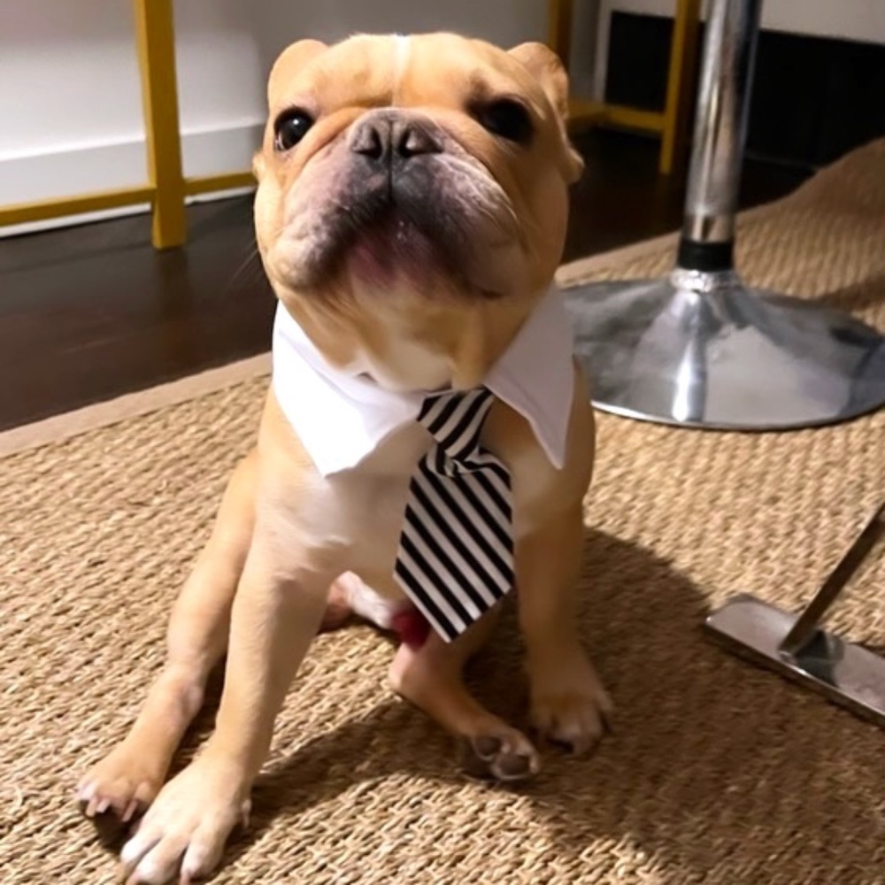 Calling all POSH Pups! Cute dress-up Party necktie costume for dogs